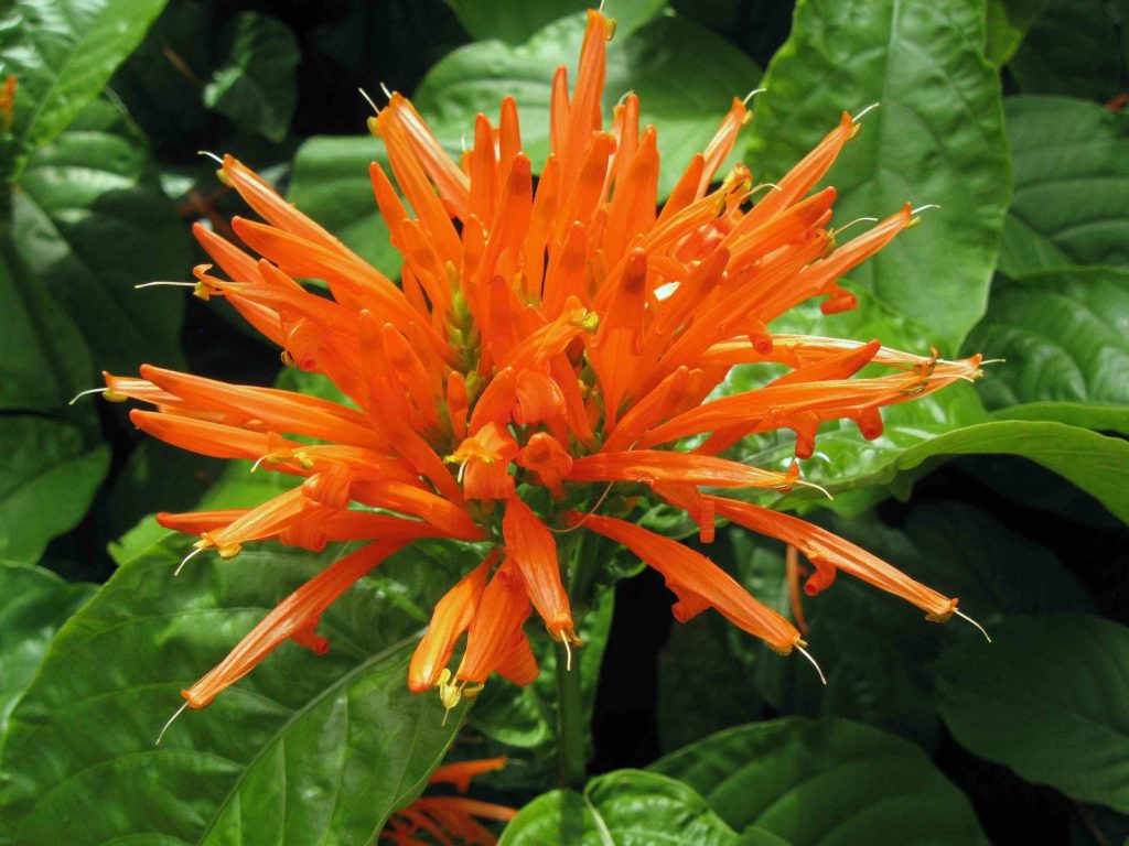 Muicle (Justicia spicigera): cuidados, cultivo y usos