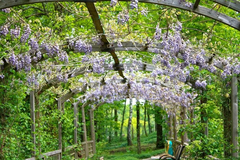 Pérgola de madera cubierta por una glicina en flor