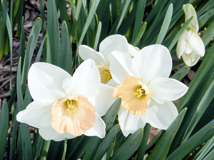 Narcisos: cuando plantarlos, cuidados y por que no florecen
