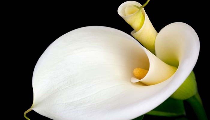Flor de alcatraz o cala: cuidados de las dos Zantedeschia