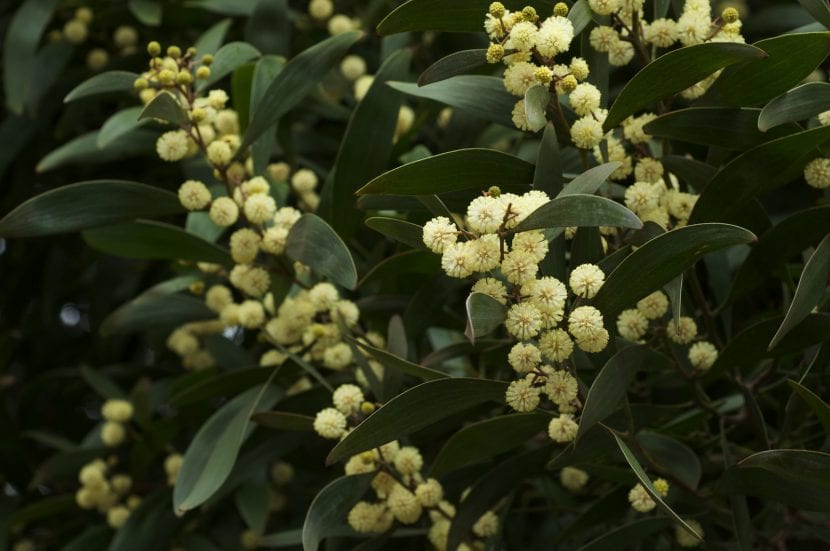 Ejemplar adulto de Acacia melanoxylon o acacia negra
