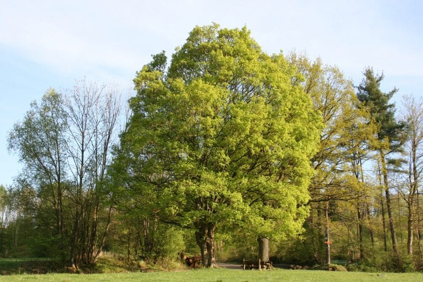 Ejemplar adulto de Acer campestre con la copa densa y redondeada