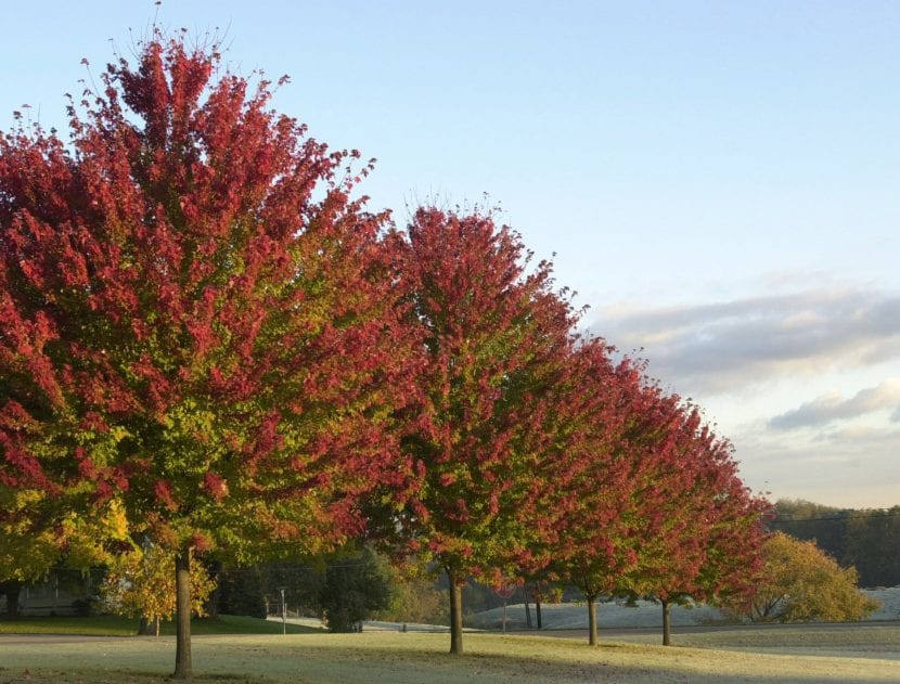 Acer x freemanii con el follaje otoñal encendido en rojo y naranja