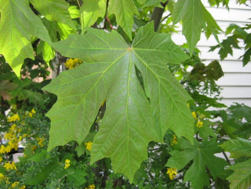 Hoja de Acer macrophyllum