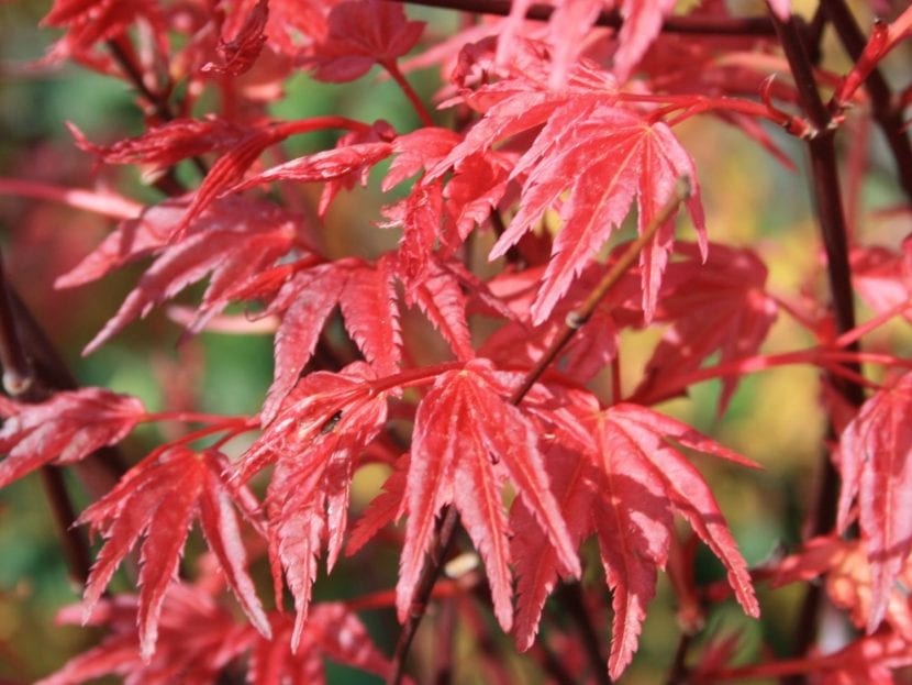 Hojas rojas de Acer palmatum Deshojo en primavera