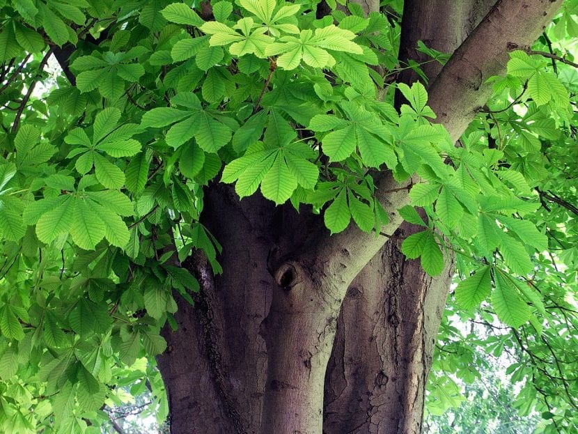 Ejemplar de Aesculus hippocastanum en flor