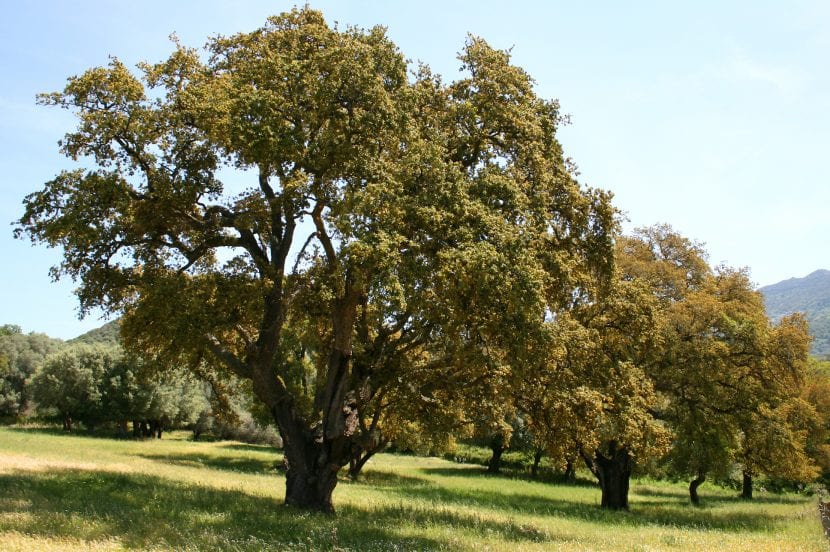 Copa de un alcornoque adulto, Quercus suber