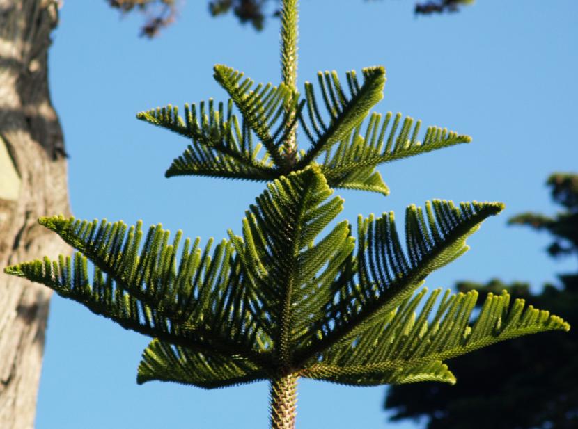 Ejemplar de Araucaria heterophylla con sus ramas dispuestas en pisos