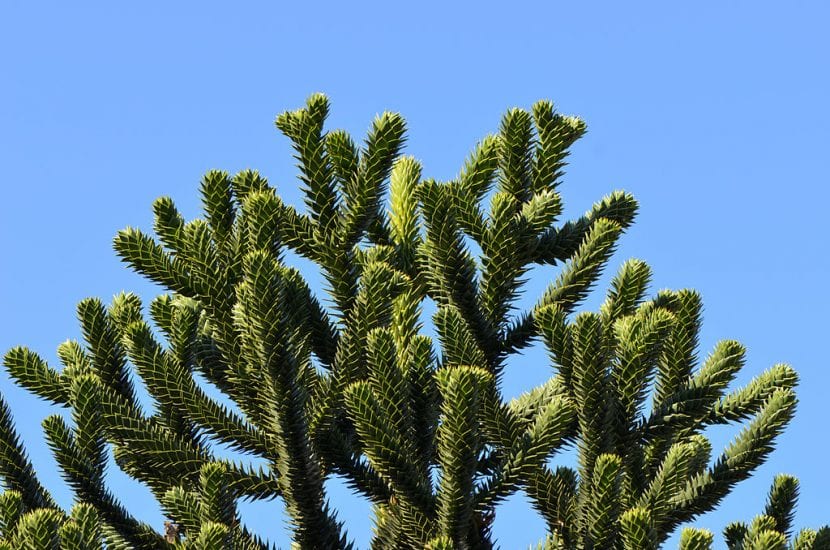 Ejemplar adulto de Araucaria araucana