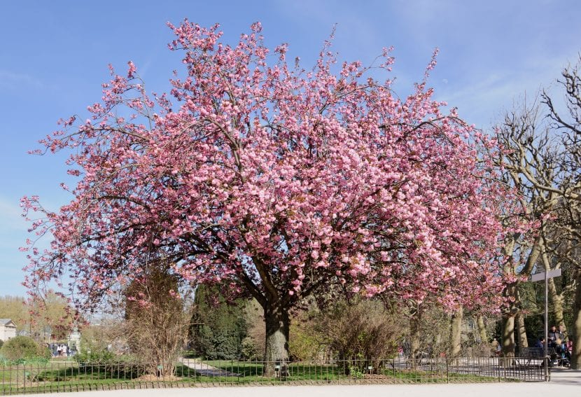 Cerezo japonés en plena floración primaveral