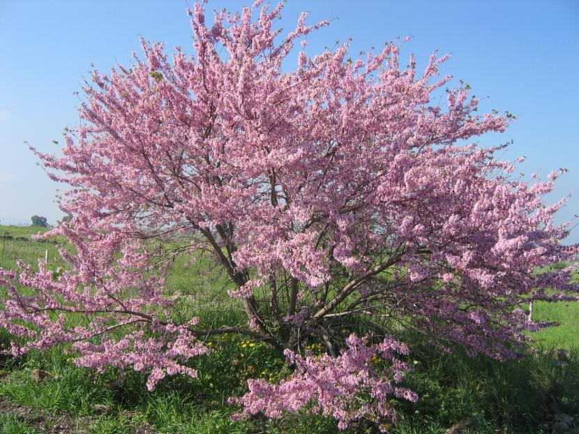Cercis siliquastrum en flor, especie adaptada a arcillas calizas