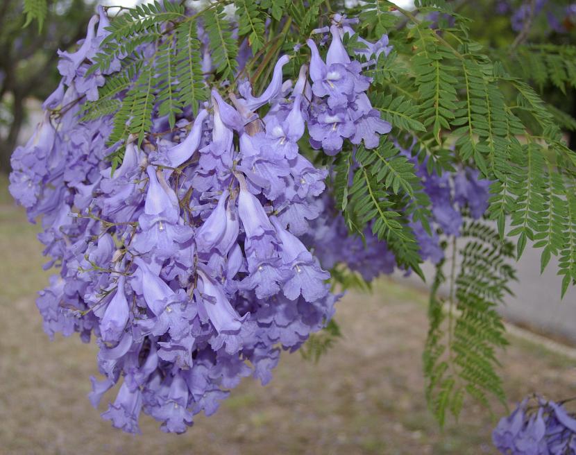 Jacaranda mimosifolia con su floración azul violácea