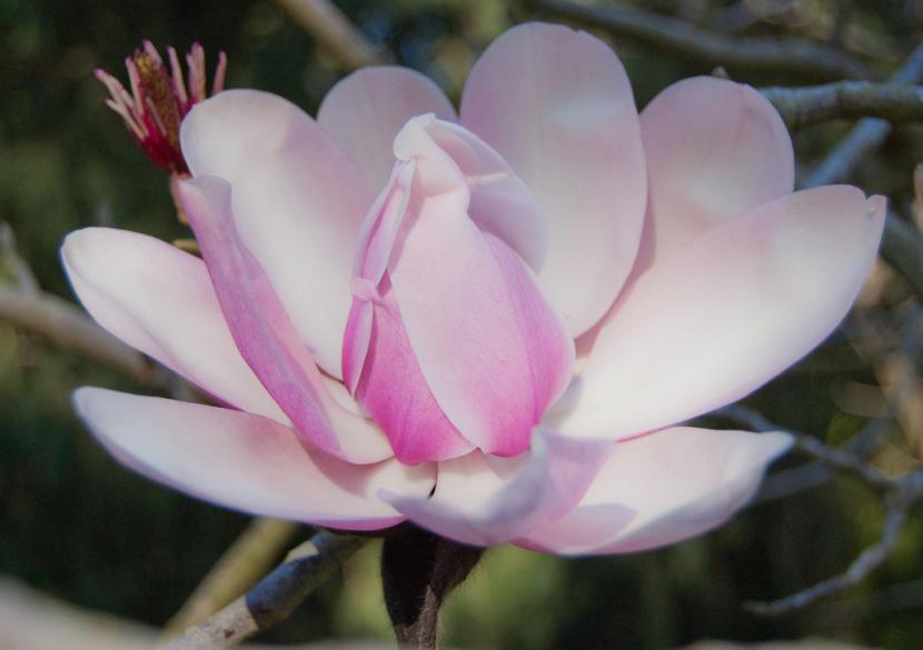 Magnolia de flores rosadas en plena floración de primavera