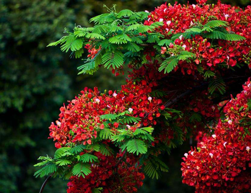 Flamboyán, Delonix regia, en floración