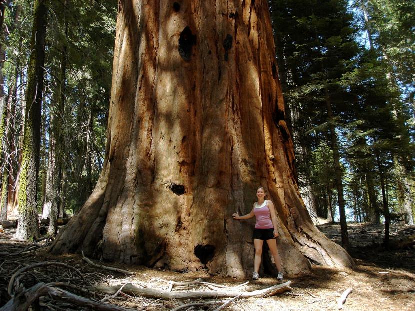Bosque de secuoyas con troncos de gran diámetro
