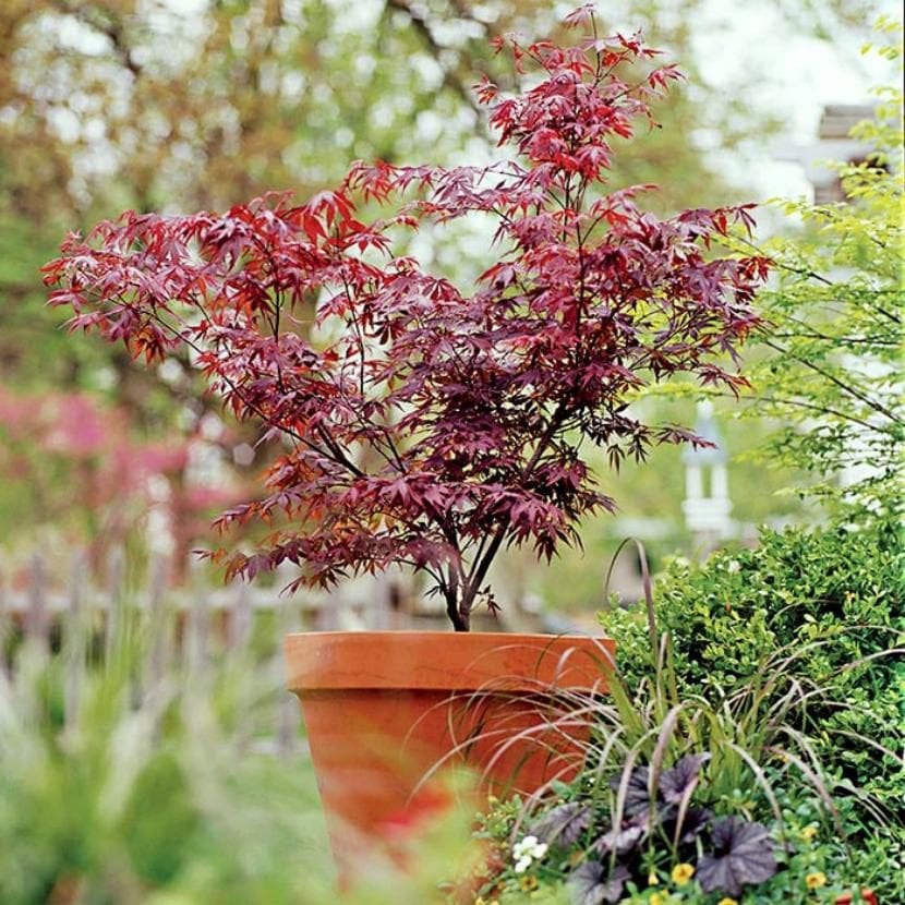 Arce japonés (Acer palmatum) cultivado en maceta