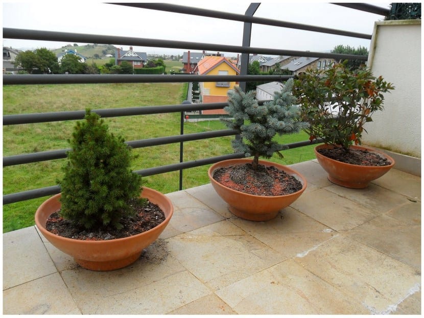 Árboles cultivados en macetas grandes en una terraza