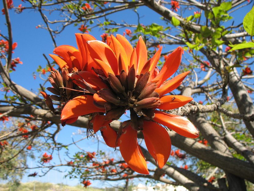 Flores rojo anaranjado de Erythrina caffra sobre las ramas
