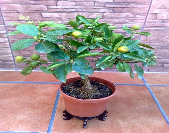 Árbol cultivado en maceta en una terraza