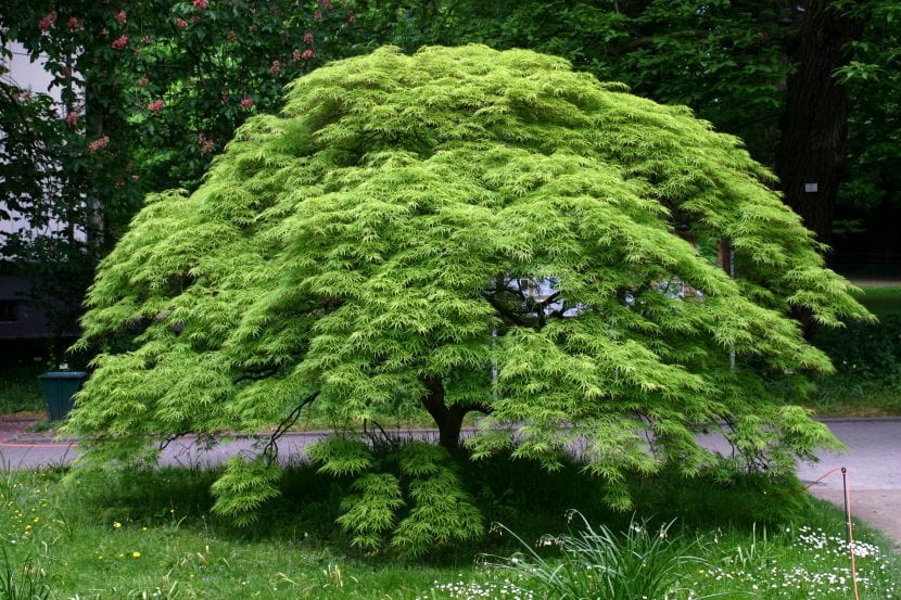 Hojas palmeadas de Acer palmatum con color rojizo de otoño