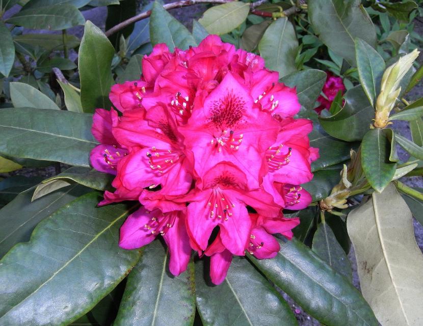 Rododendro en flor en un jardín de suelo ácido