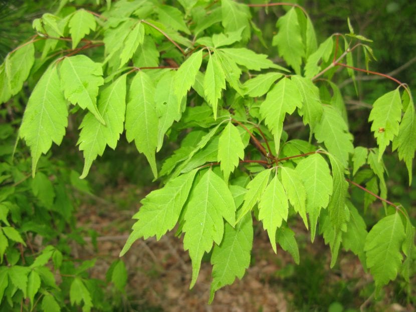 Ejemplar joven de Acer cissifolium con su follaje trifoliado