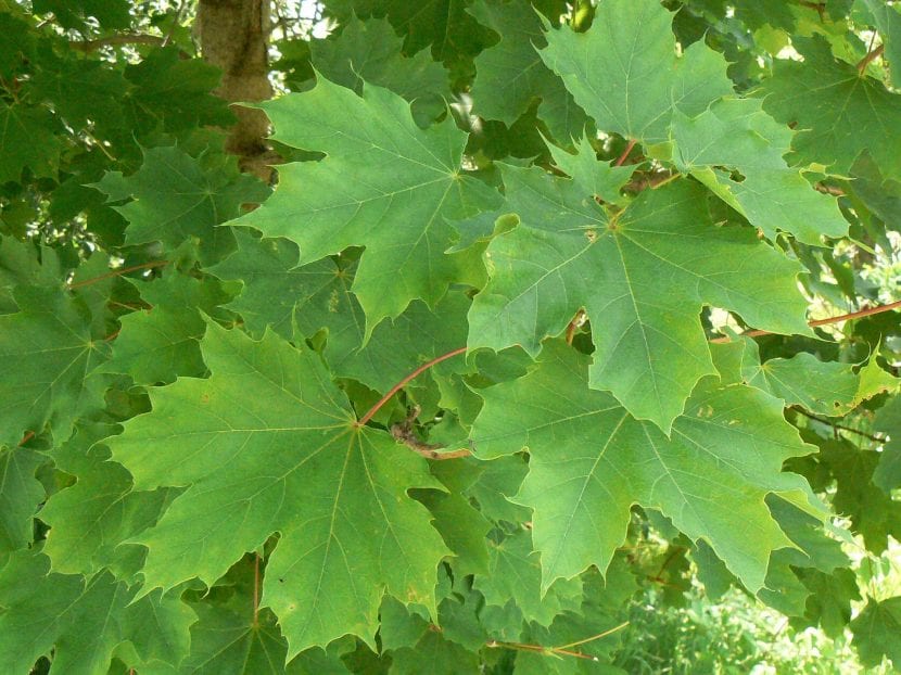 Hojas palmeadas de cinco lóbulos del arce real