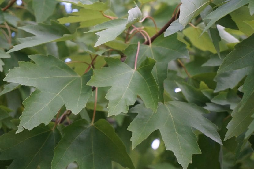 Hojas de Acer rubrum con lóbulos dentados y envés claro