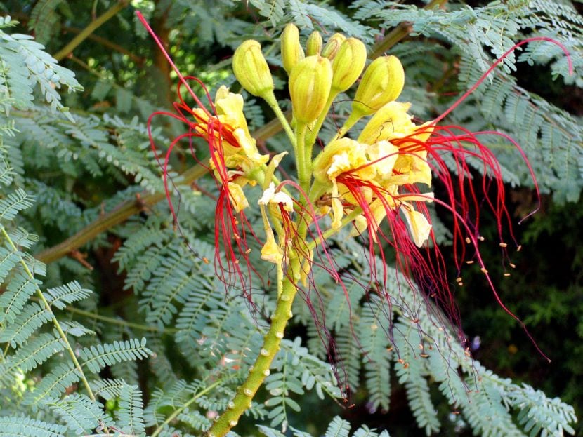 Arbusto de barba de chivo, Caesalpinia gilliesii, en floración