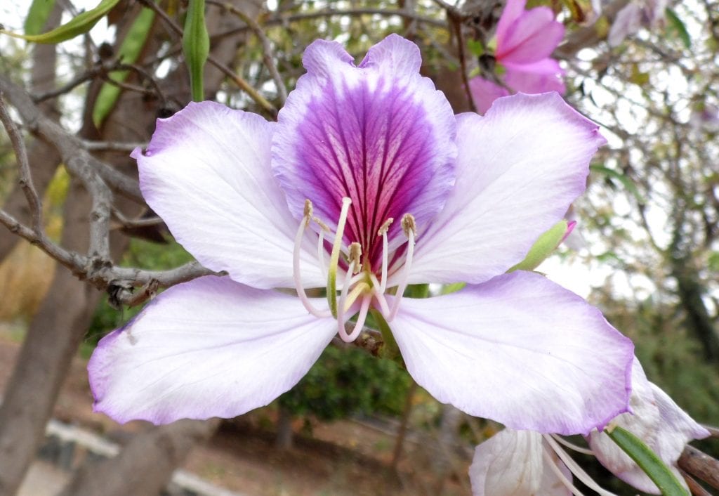 Bauhinia variegata: guía de cultivo del árbol orquídea
