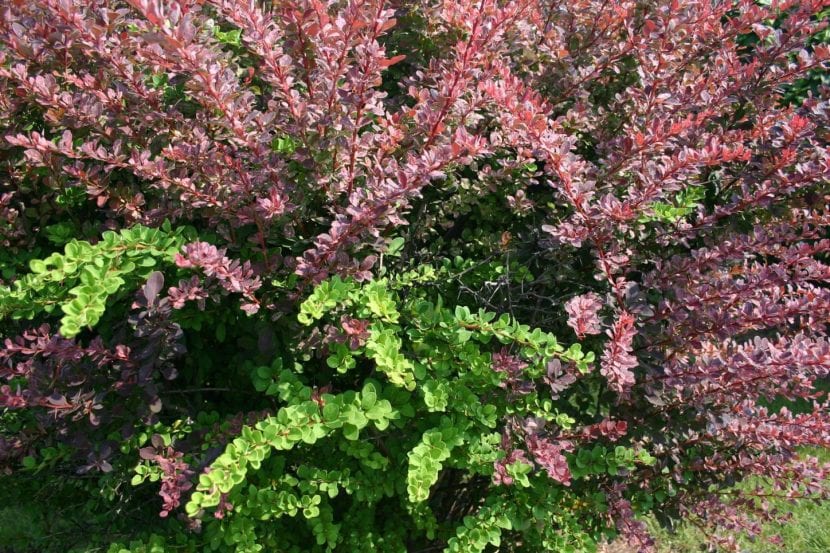 Arbusto de Berberis thunbergii con follaje rojizo