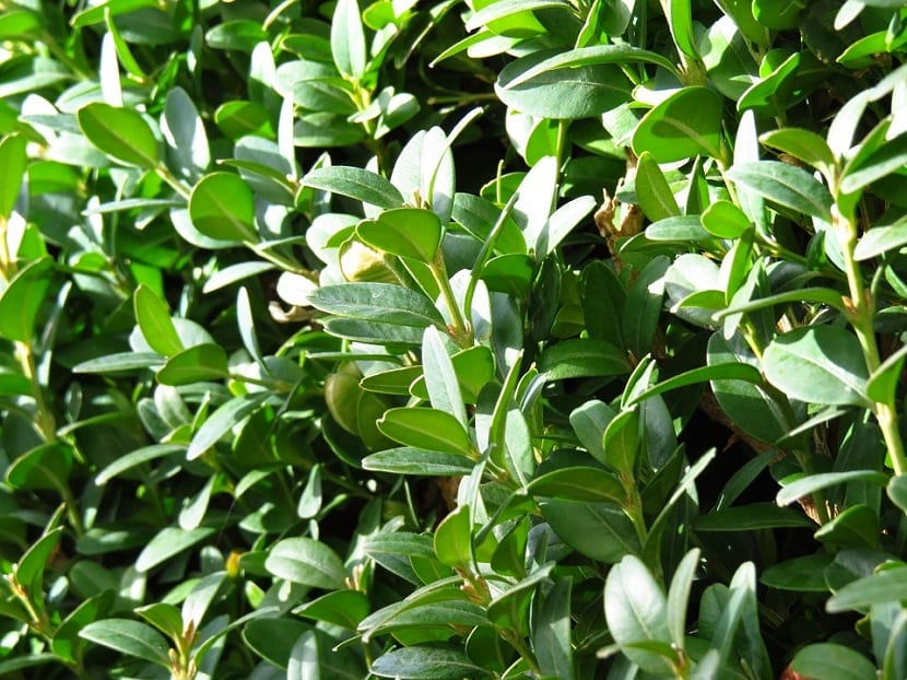 Ejemplar de boj común, Buxus sempervirens, con su follaje denso y perenne