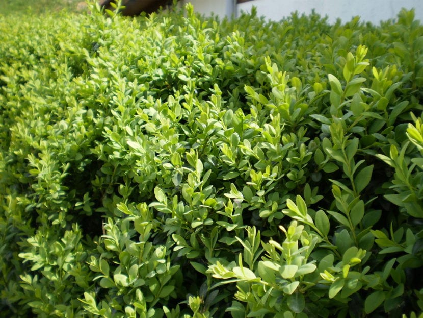 Buxus sempervirens con abundante brotación nueva de color verde claro