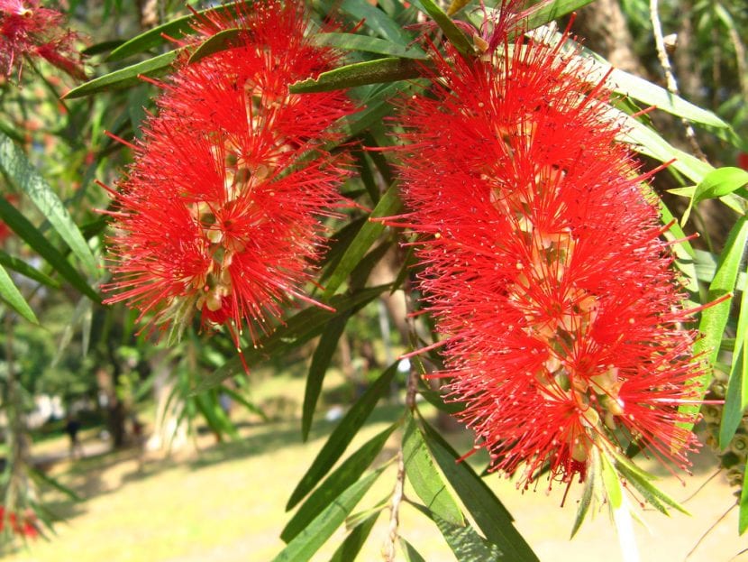Hojas estrechas y flores del Callistemon viminalis