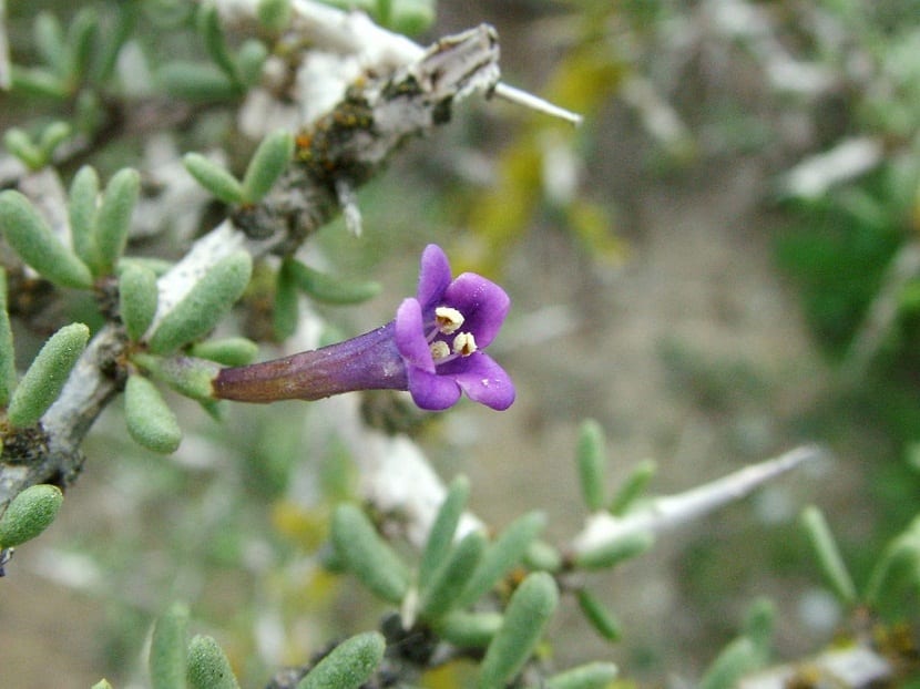 Flores tubulares de cambronera con venas violáceas