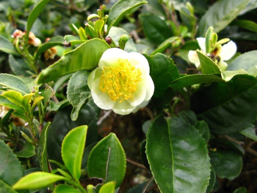 Planta del té, Camellia sinensis