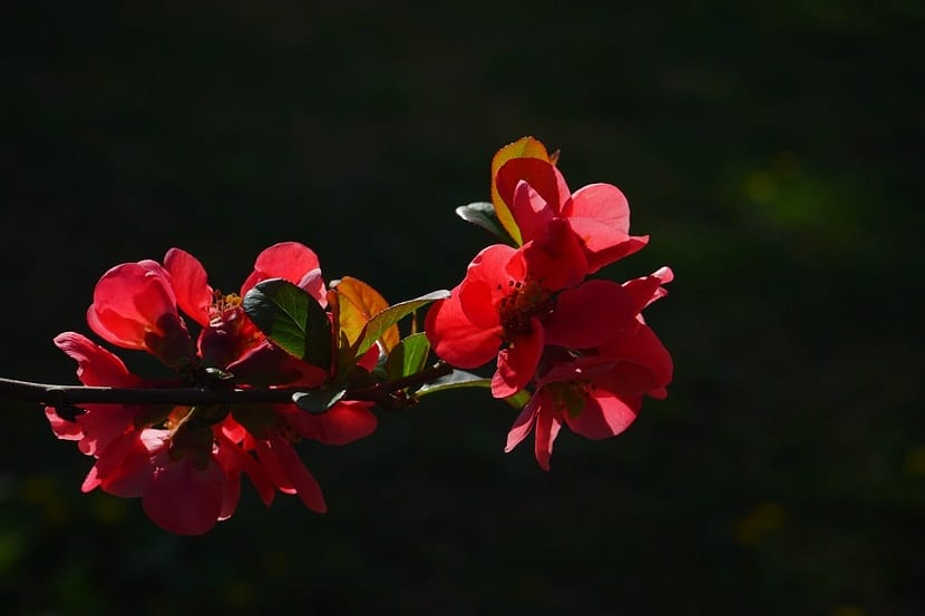 Flores rojas de Chaenomeles japonica sobre madera desnuda