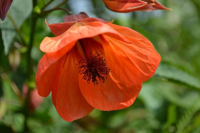 Flores de Abutilon de color malva