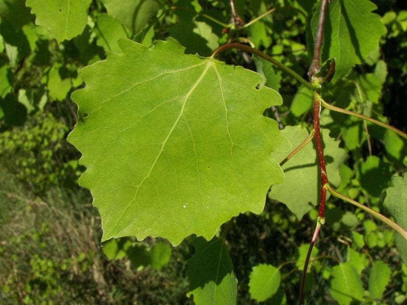 Hojas redondeadas de Populus tremula o álamo temblón