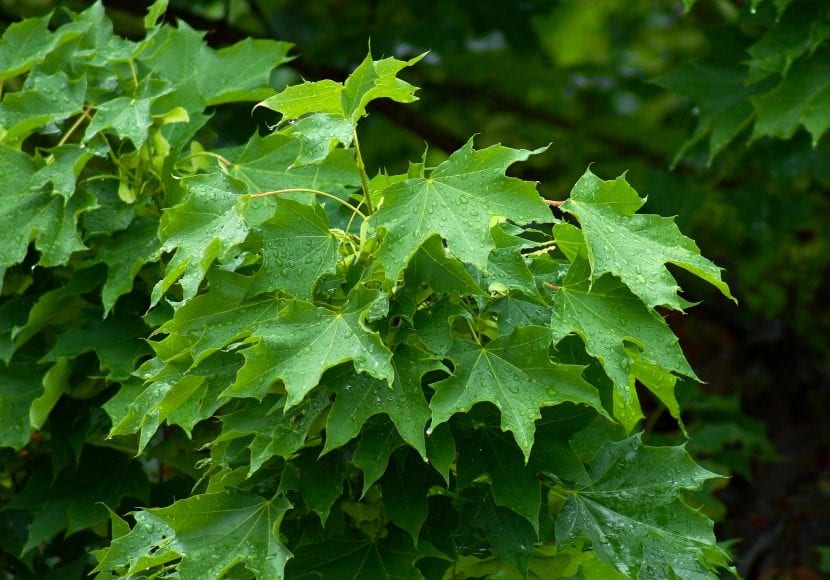 Acer platanoides, arce real