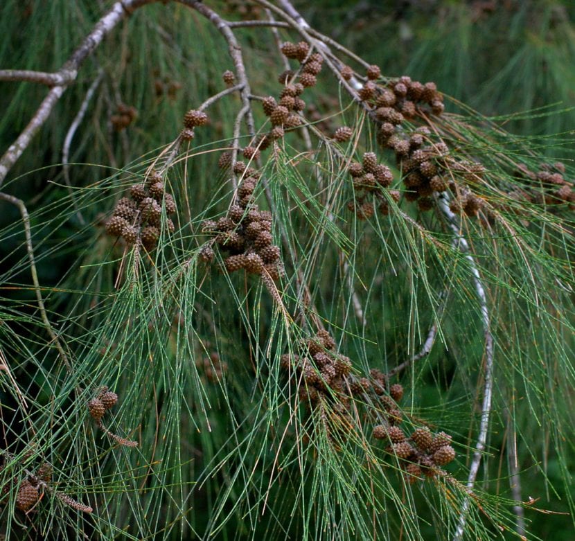 Ramillas colgantes de Casuarina cunninghamiana