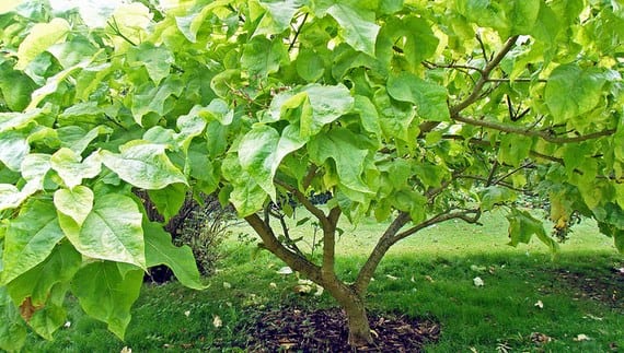 Ejemplar de Catalpa bungei con su copa esférica característica