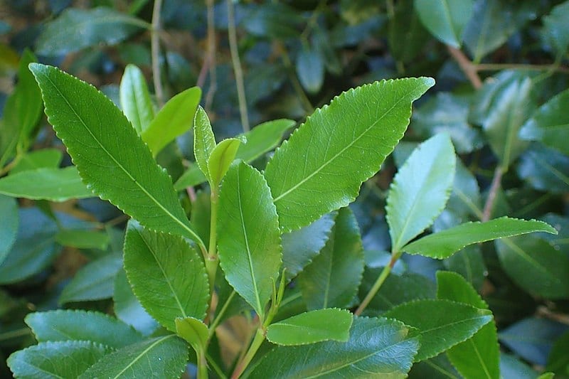Hojas dentadas y brillantes de Catha edulis