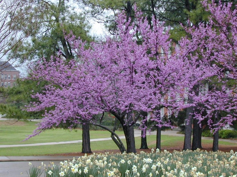 Detalle de las flores rosas del árbol del amor brotando directamente de la rama
