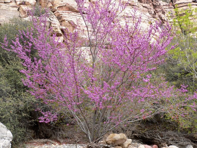 Ejemplar de Cercis occidentalis en floración