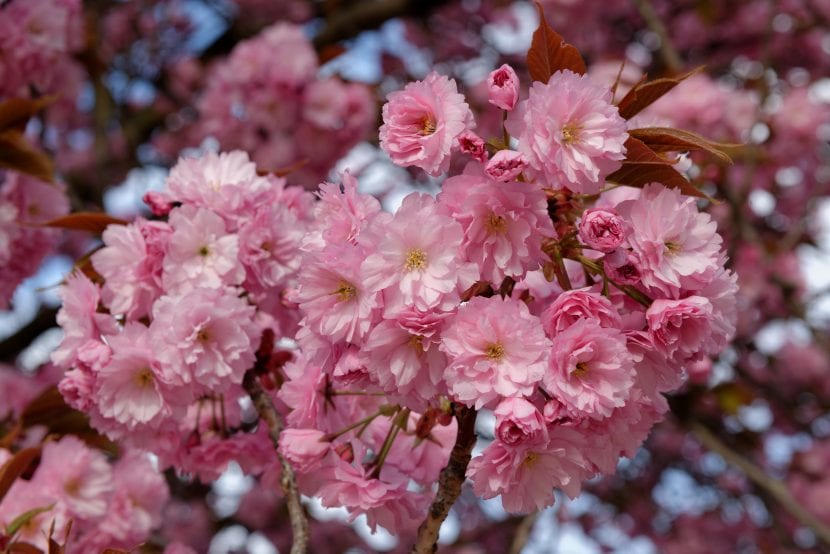 Cerezo japonés Prunus serrulata Kanzan en plena floración