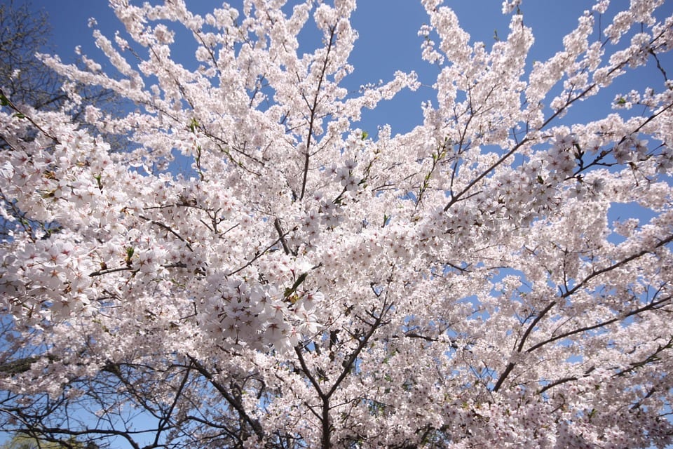Cerezos en flor: variedades, hanami y cuidados