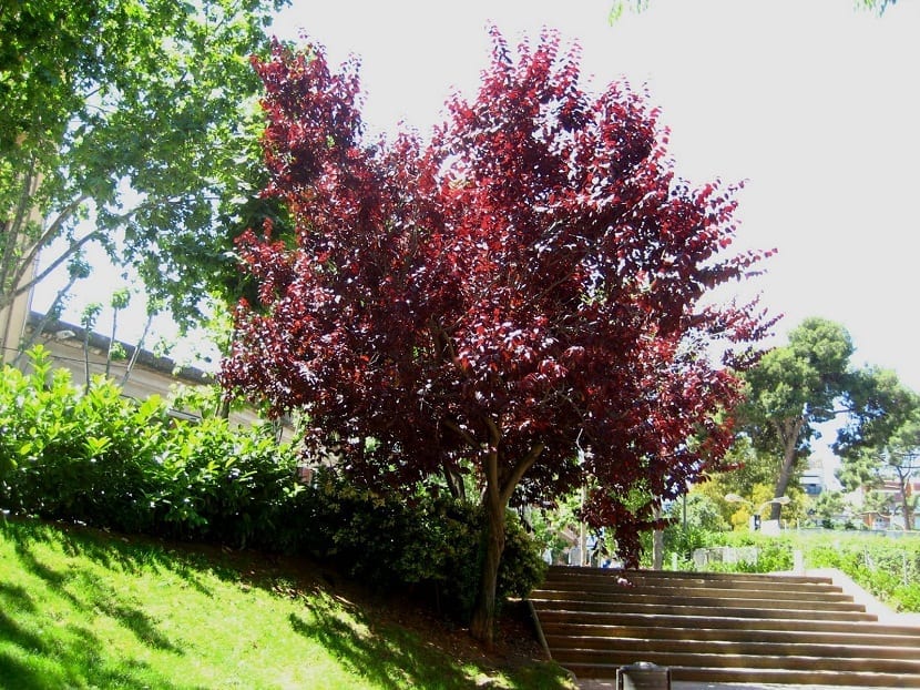 Ciruelo de hojas púrpuras: cultivo, poda y cuidados