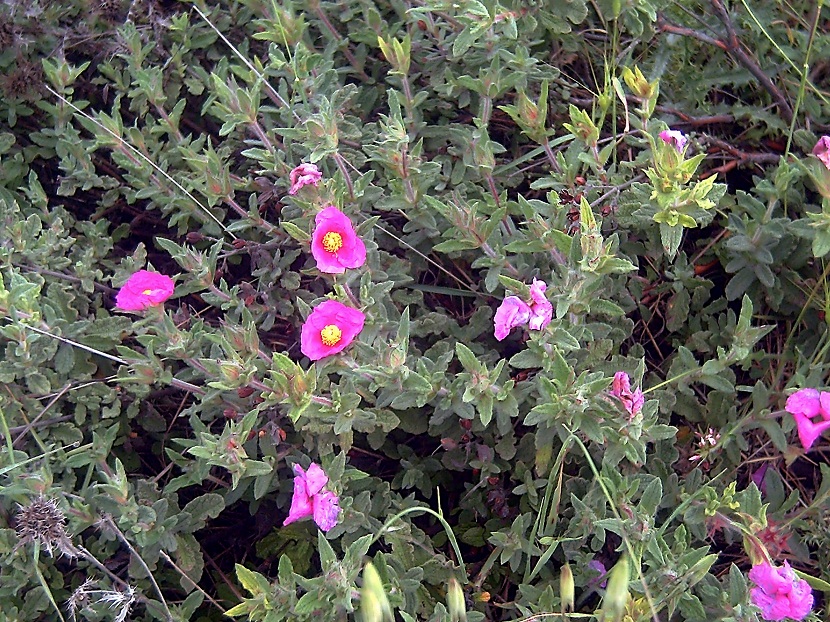 Arbusto de Cistus crispus cubierto de flores rosas