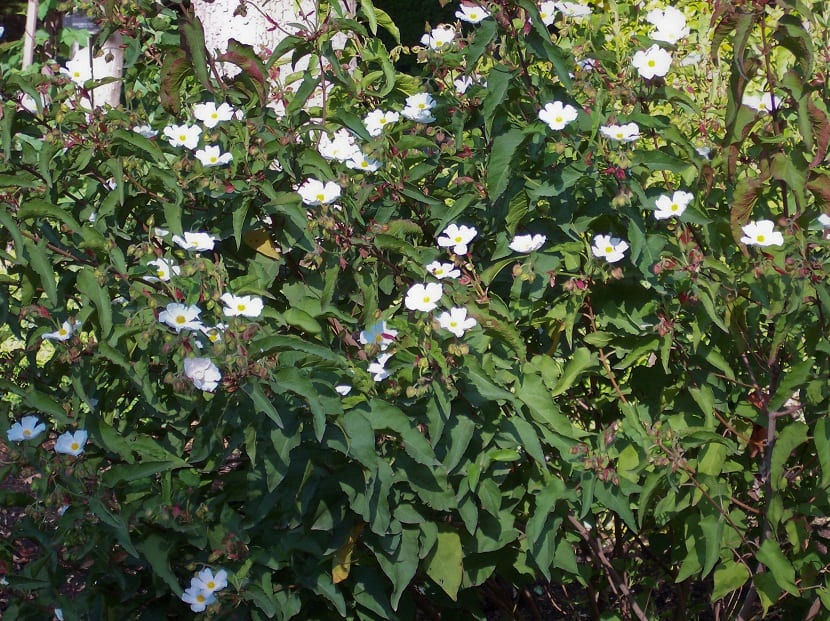 Arbusto de jara cerval cubierto de flores blancas
